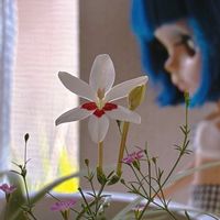 アサガオ,カスミソウ,ヒメヒオウギ,種から,平和を願う☆の画像