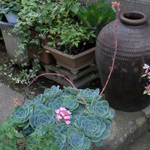 花のある暮らし,GSのみなさんに感謝♡,小さな幸せ♡,がんばろう熊本！,エケベリア女子の画像