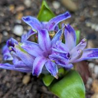寄植え,ハンギング,美しく青きドヨウ,小さな庭,玄関アプローチの画像
