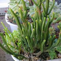 青鎖竜,若緑,ムスコーサ,多肉植物,クラッスラ属の画像