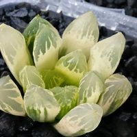 花水晶錦 糊斑,ハオルチア属,多肉ちゃん,ボタニカルライフ,ベランダーの画像