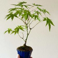 イロハモミジ,イロハモミジ,盆栽,実生,小品盆栽の画像