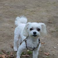 マツバギク,フィロデンドロン・バーキン,ブーゲンビリア　オレンジ,ワンワン祭り,今日の愛犬の画像