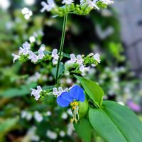 ツユクサ,ツユクサ,カラミンサ,カラミンサ,花のある暮らし♡の画像