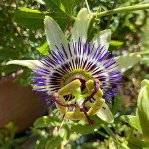 時計草(トケイソウ),ハーブ,いい香り,紫の花,いつもありがとう♡の画像