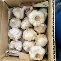 ニンニク,大阪,植物大好き,キッチンの画像
