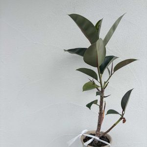 ゴムの木,ナチュラルガーデン,ジャンクガーデン,花のある暮らし,緑のある暮らしの画像
