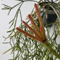 リプサリス,リプサリス エワルディアナ,棒の日,ホヤリプ大好きの画像