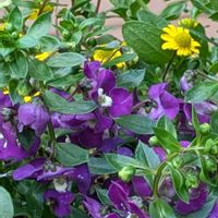 アンゲロニア,アンゲロニア,サンビタリア,サンビタリア,寄せ植えの画像
