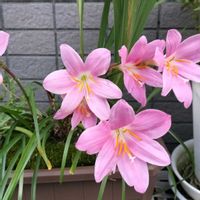 グラジオラス,ゼフィランサス,球根,開花,季節の花の画像