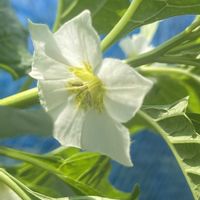琉球朝顔,ほおずきの実,ノアサガオ,ほおずきの花,今日のお花の画像