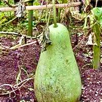 ユウガオ,湯葉と豆腐の創作懐石料理,iPhone撮影,お盆休み,黒姫高原の画像