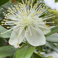 ギンバイカ,ギンバイカ(マートル),今日の１枚,ほんとうの空のある福島,花のあるくらしの画像