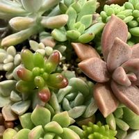 多肉植物 寄せ植え,多肉植物の寄せ植え, 多肉寄せ植え,多肉植物,多肉棚の画像