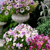ビオラ・ももか,寄せ植え,開花,紫陽花 アジサイ あじさい,小さな庭の画像