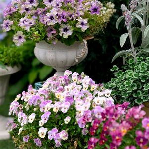 ビオラ・ももか,寄せ植え,開花,紫陽花 アジサイ あじさい,小さな庭の画像