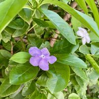 ニオイバンマツリ,常緑低木,熱帯植物,素敵な出会いに感謝,武器ではなく花をの画像
