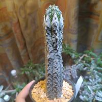 根圏,多肉植物,ユーフォルビア,成長記録,珍奇植物の画像