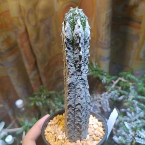 根圏,多肉植物,ユーフォルビア,成長記録,珍奇植物の画像