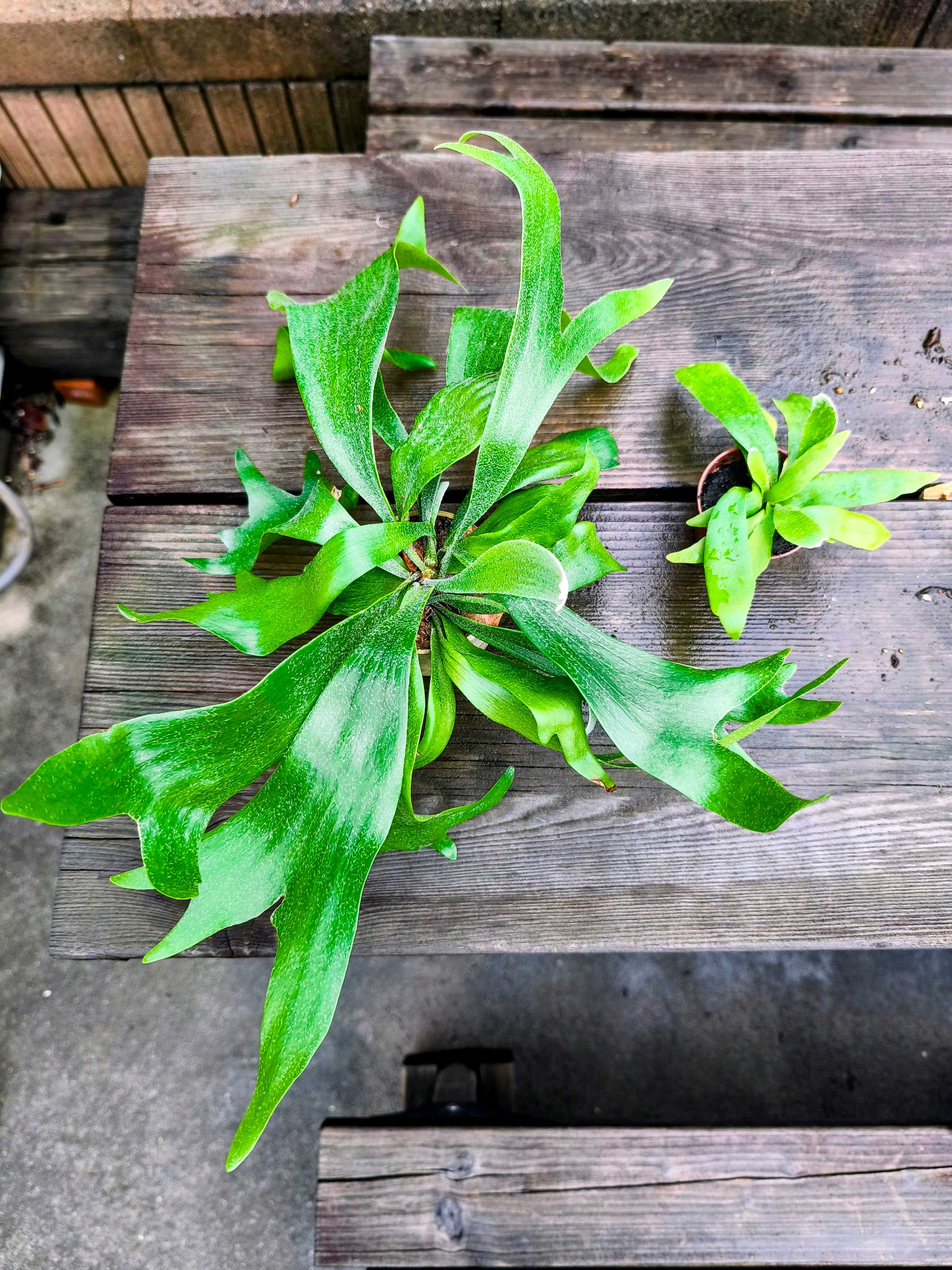 バクスポの貯水葉からの新芽 ビカクシダの森