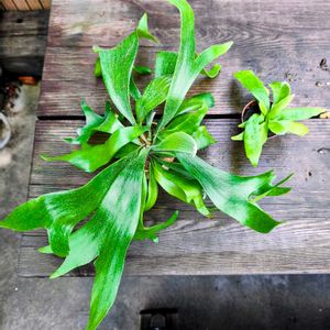 観葉植物,花のある暮らし,緑のある暮らし, ビカクシダ,週末ガーデナーの画像