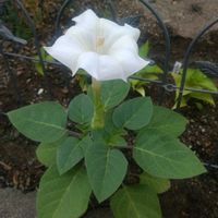 チョウセンアサガオ,撮影   07/11,花壇の画像