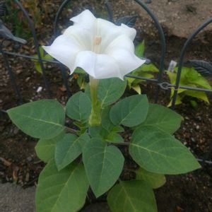チョウセンアサガオ,撮影   07/11,花壇の画像