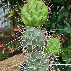 サボテン,多肉植物,オプンチア,トゲトゲの画像