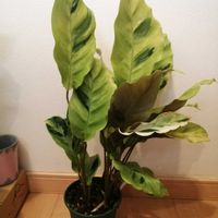 カラテア,カラテア　タイビューティー,お迎え,大切に大切に♡の画像