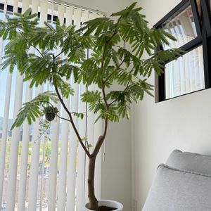 エバーフレッシュ,エバー・フレッシュ,リビング,大型観葉植物の画像