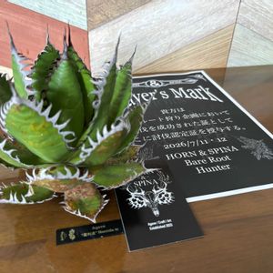 アガベ,アガベ・ホリダ,多肉植物,観葉植物,珍奇植物の画像