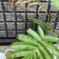 エバーフレッシュの画像