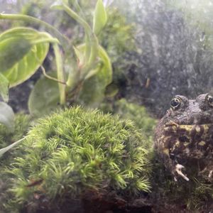 多肉植物,観葉植物,テラリウム,カエル,植物のある暮らしの画像