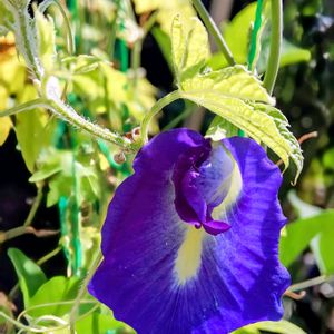 バタフライピー,蝶豆,ハーブ,グリーンカーテン,ハーブのある暮らしの画像