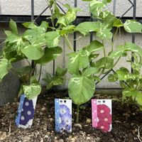 アサガオ,ヨルガオ,ヒルガオ,夜顔の蕾,今日のお花の画像