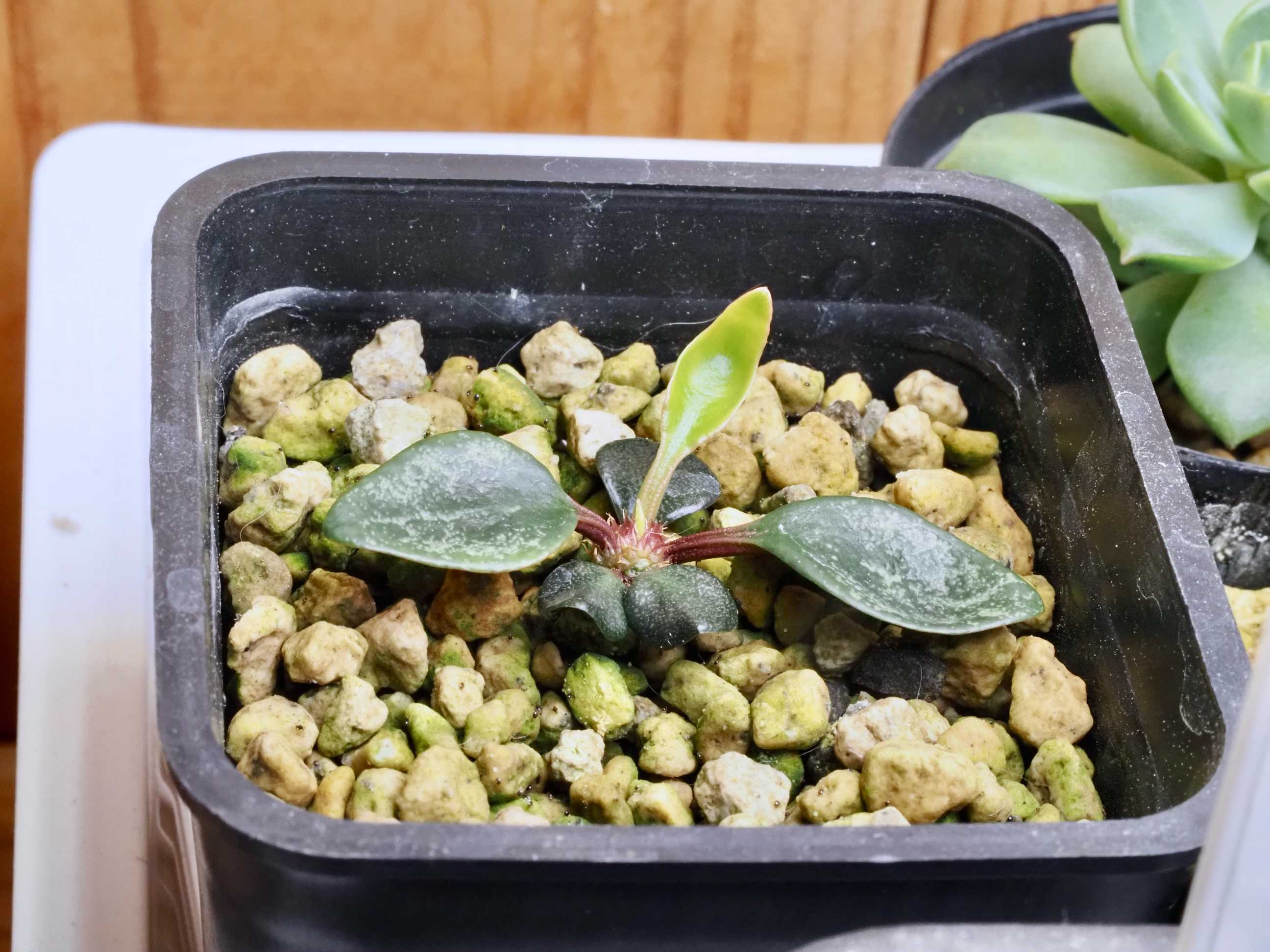 ユーフォルビア・フランコイシーの実生トライ｜🍀GreenSnap（グリーン