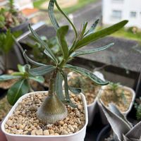 パキポディウム・サキュレンタム,多肉植物,観葉植物,塊根植物,実生の画像