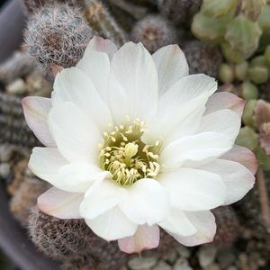 プラストラーツス,シュガーホワイト,多肉大好き,サボテンの花,多肉植物のある暮らしの画像