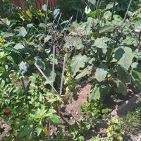 夏野菜,家庭菜園の画像