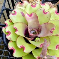 ネオレゲリア ニンジャ ピンク,ネオレゲリア,新潟県の画像