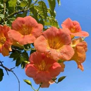 ノウゼンカズラ,凌霄花,雑草,山野草,野草の画像