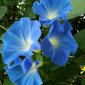 アサガオヘブンリーブルー,西洋 あさがお,花壇,今日のお花,花のある暮らし♡の画像