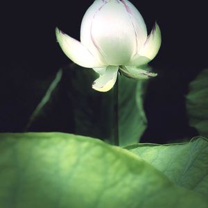 古代蓮,お散歩,花のある暮らし,みどりのある暮らし,穏やかな時間の画像