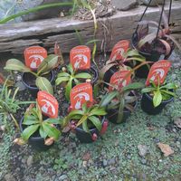 ネペンテス,食虫植物,食虫植物・ウツボカズラの画像