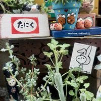 七宝樹,七宝樹錦,琴爪菊,多肉植物,棒の日の画像