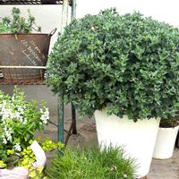 ナチュラルガーデン,ジャンクガーデン,花のある暮らし,緑のある暮らし,植中毒の画像