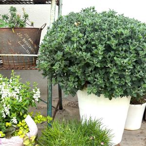 ナチュラルガーデン,ジャンクガーデン,花のある暮らし,緑のある暮らし,植中毒の画像
