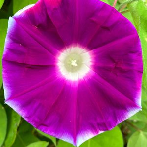 アサガオ,公園,花壇,ガーデニング,つる性植物の画像