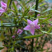 サザンクロス,ありがとう♡,かわぃぃ。,植物大好き,今日も笑顔で♡の画像