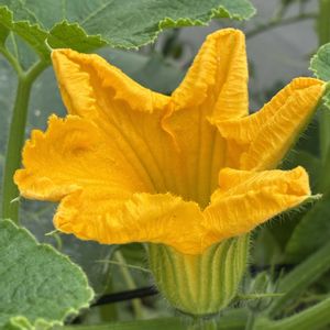カボチャ,カボチャ,花壇,ガーデニング,つる性植物の画像